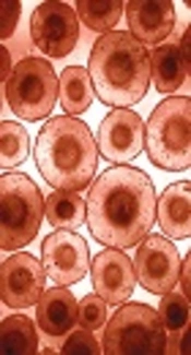 Comparison of MicroRNAs Between Hepatocytes and Peripheral Blood Mononuclear Cells Involved in Hepatitis C Virus Infection